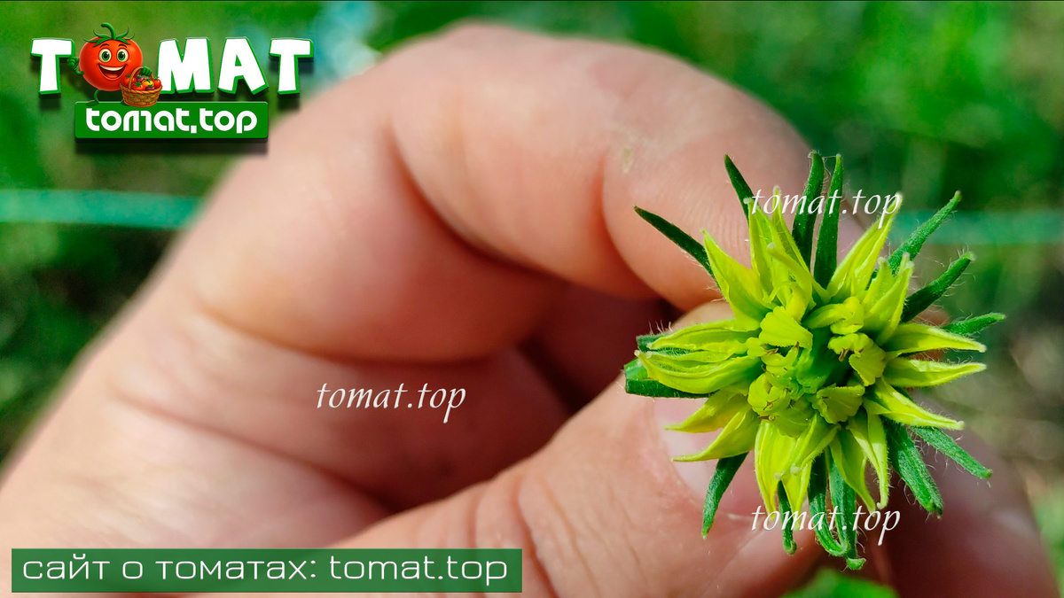 махровый цветок на томатах