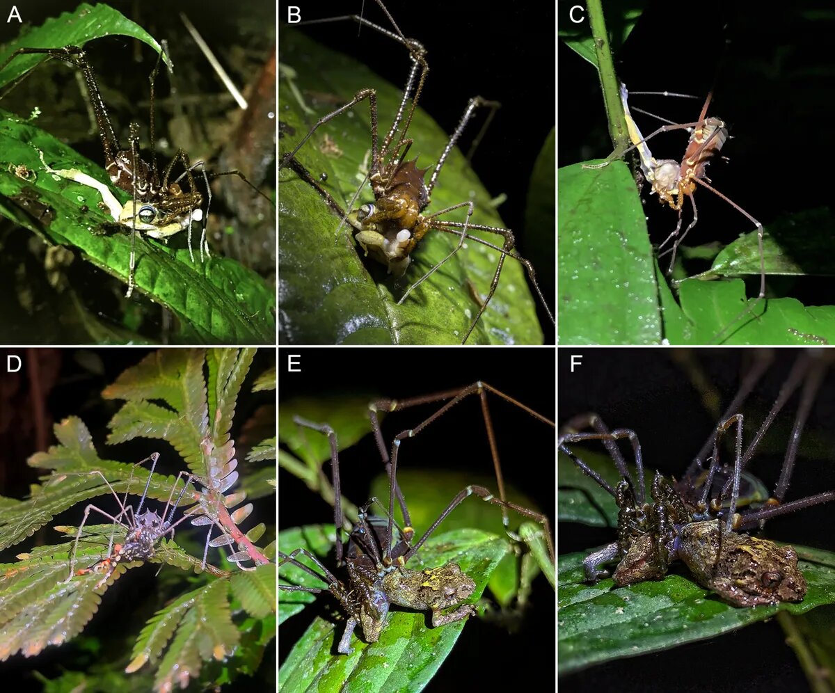    Calvache, E, et al. Ecology and Evolution (2026); CC BY 4.0