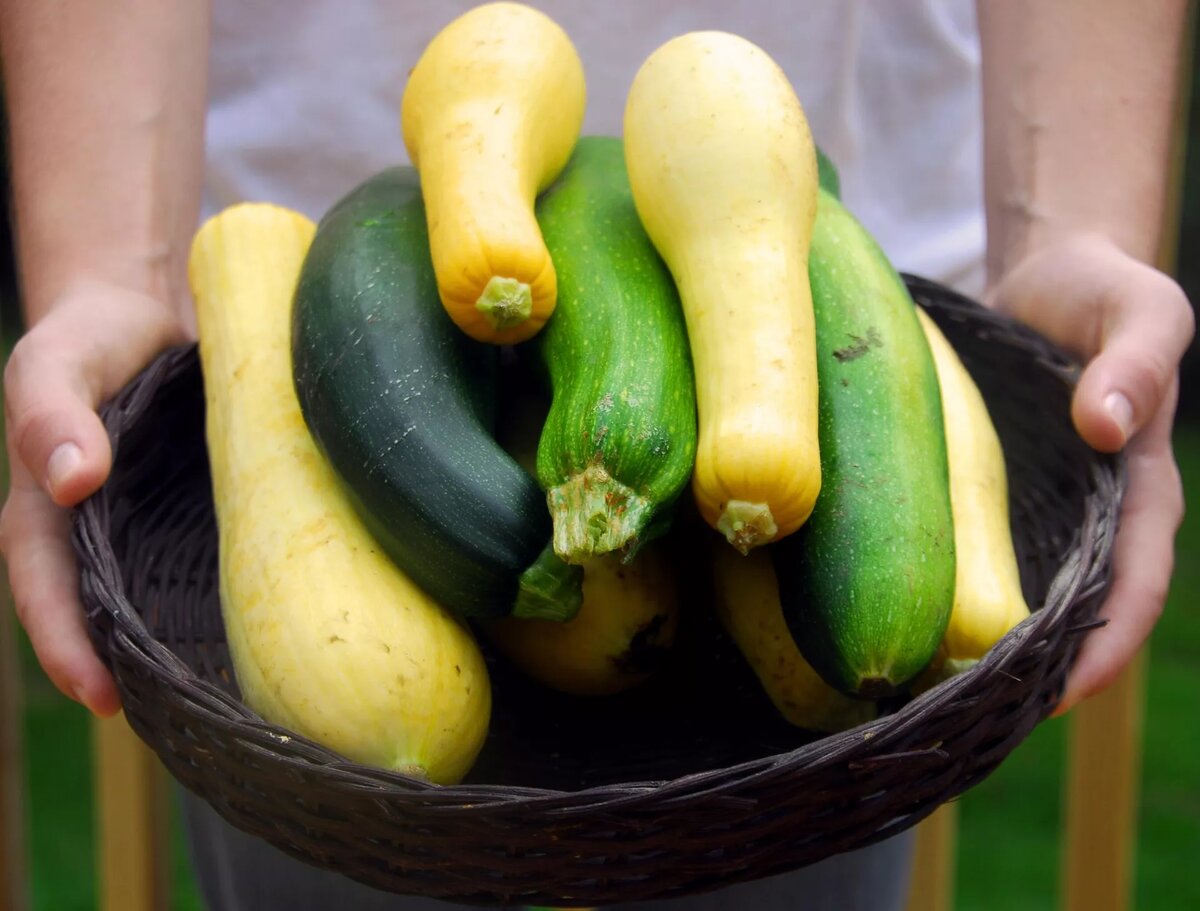 Корзина с кабачками | © iStock.com / CherylCasey