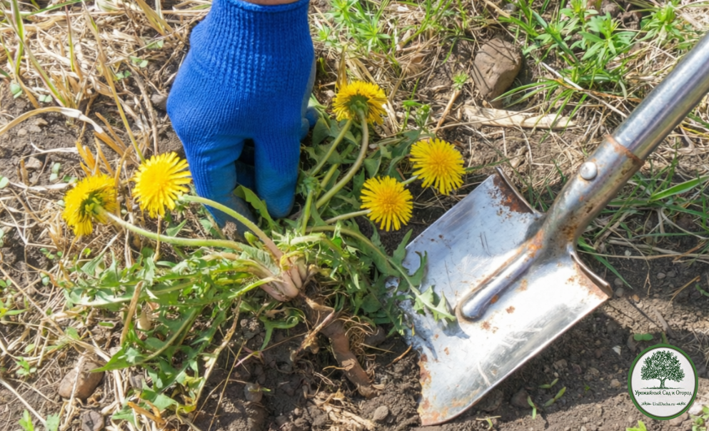Массовое появление Taraxacum officinale - одуванчика никогда не бывает случайным.