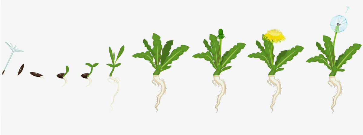 Цикл развития одуванчика лекарственного (Taraxacum officinale) от момента попадания семени в почву до образования новых семян зависит от погодных условий, влажности и времени года, но в среднем занимает от 2 до 3 месяцев (8–14 недель) в благоприятный весенне-летний период.