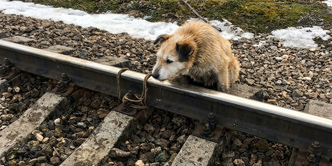 Пёс свое отжил: собаку нашли привязанной к рельсам. Реакция хозяина неприятно удивила