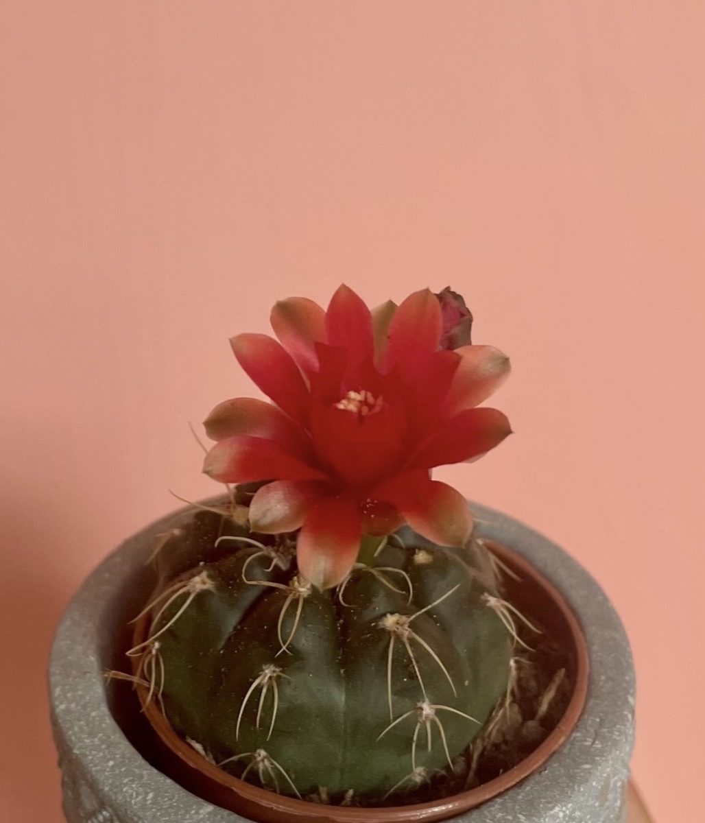 Gymnocalycium