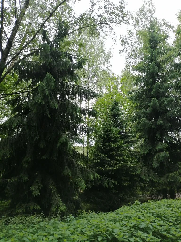 Тропаревский парк Фото автора