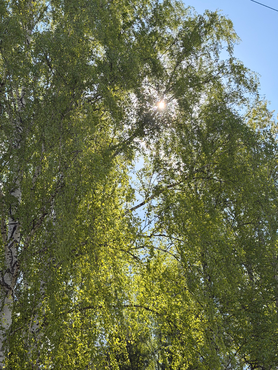 Береза возле моего дома, и солнце 
