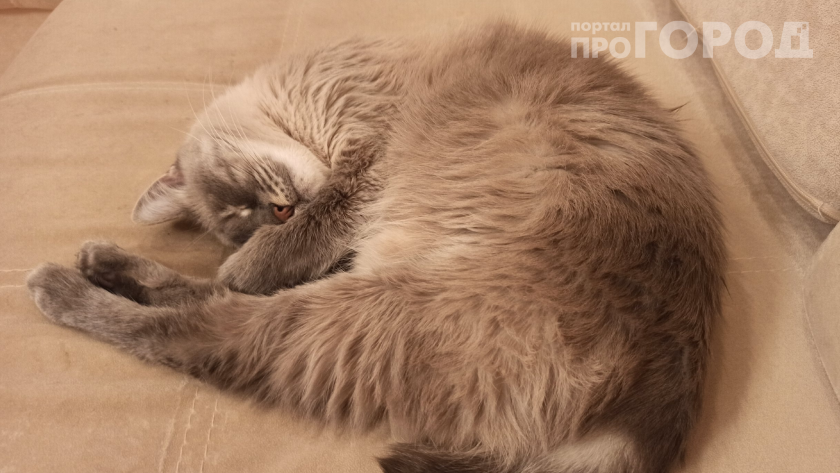 Не глажу кошку уже 3 года — вот к чему это привело: почему я теперь жалею