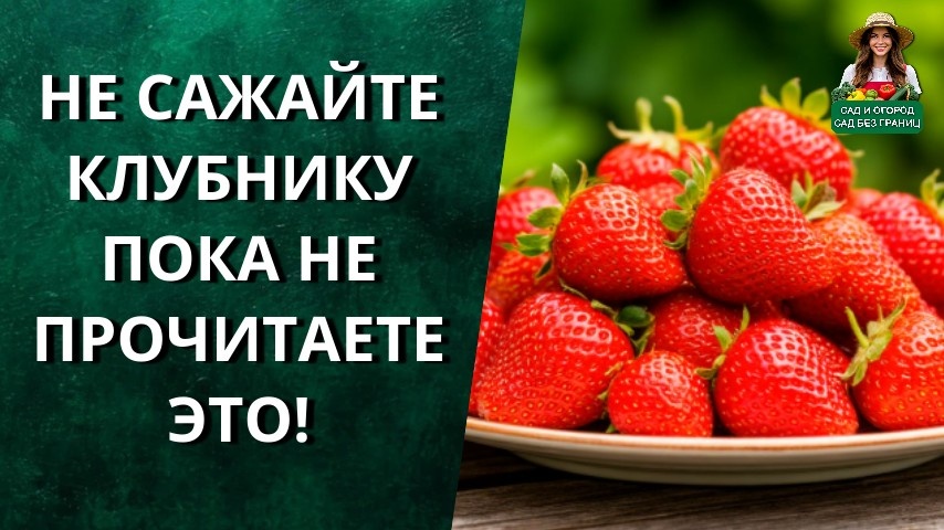 Не сажайте клубнику, пока не прочитаете это! Мой проверенный путь к вёдрам сладкой клубники.