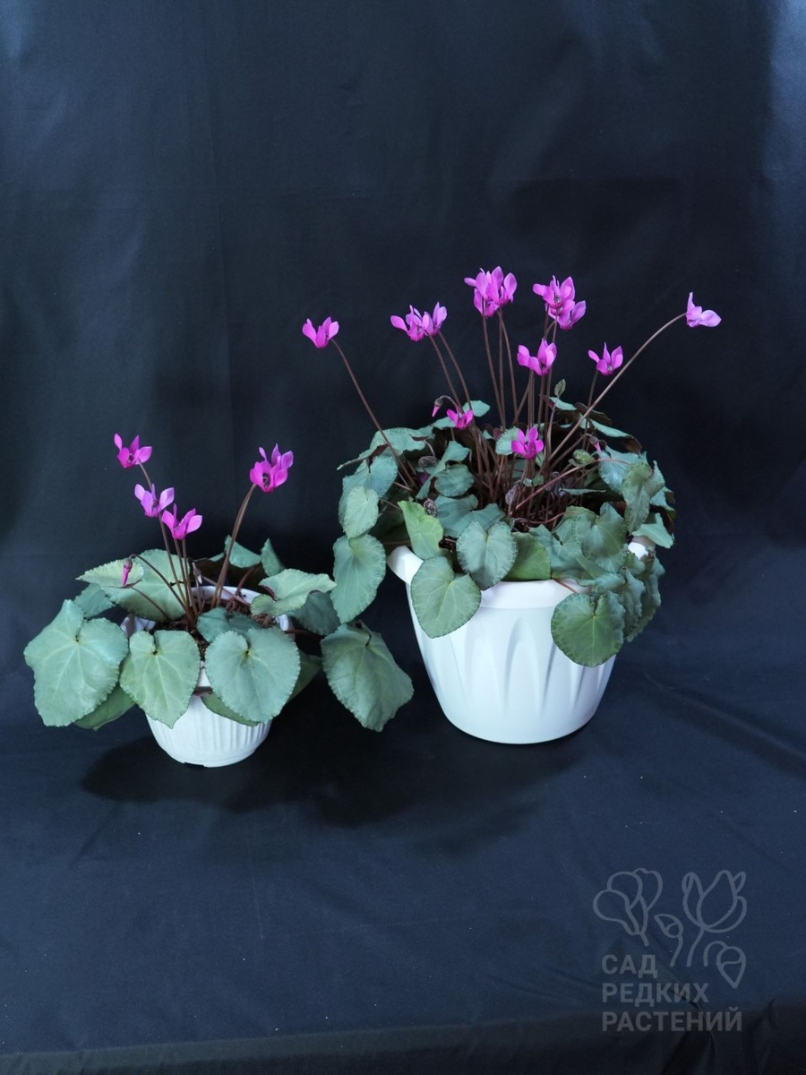 Цикламен европейский \ пурпурный
Cyclamen europaeum \ purpurascens