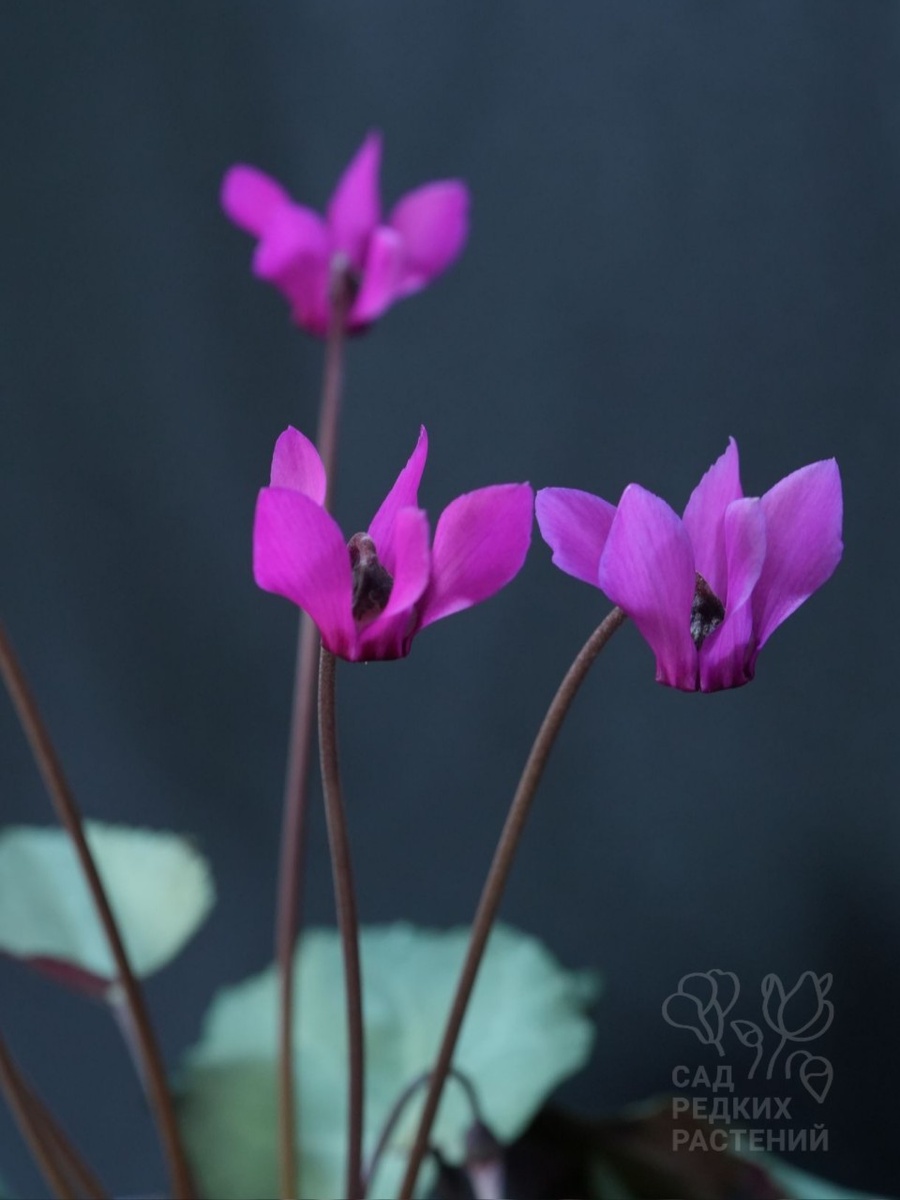Цикламен европейский \ пурпурный
Cyclamen europaeum \ purpurascens