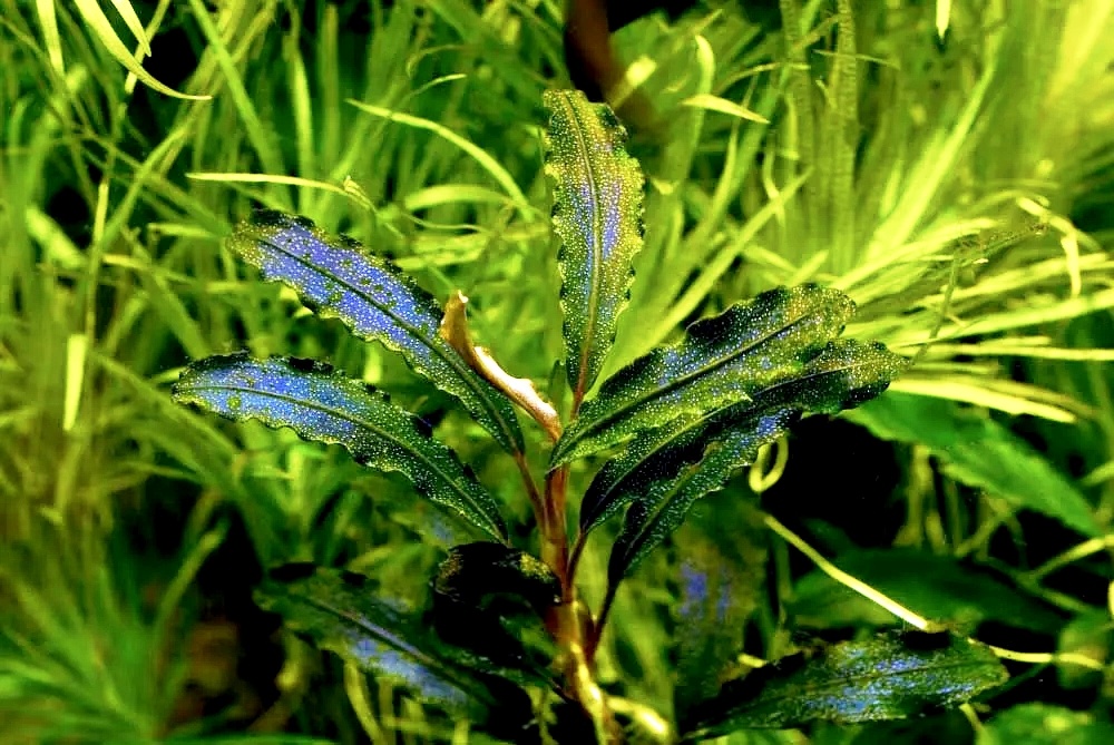 Bucephalandra "Kedagang"