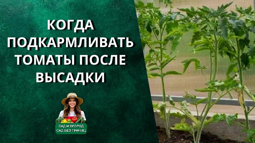 Всего одна ложка — и томаты растут как сумасшедшие! Когда подкармливать томаты после высадки.