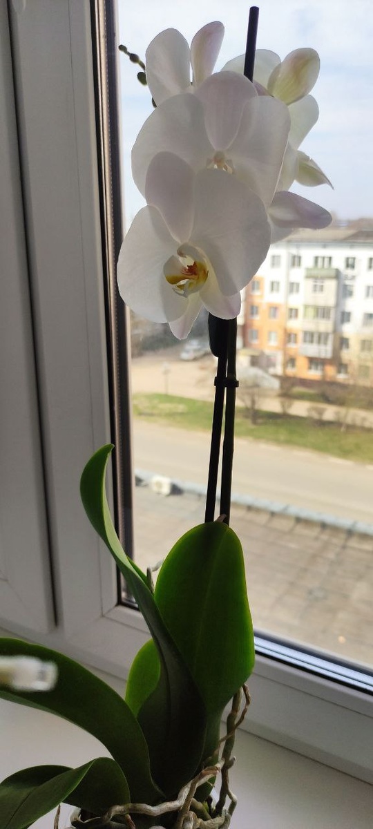 Вот она, моя первая