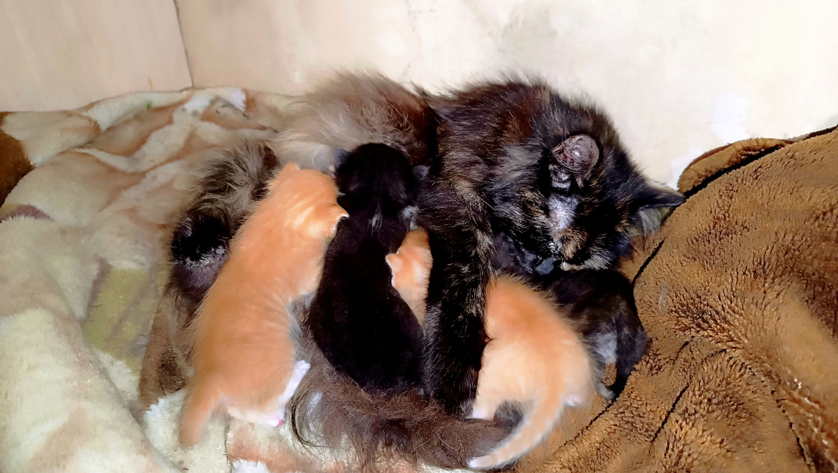 Кошка и котята.
