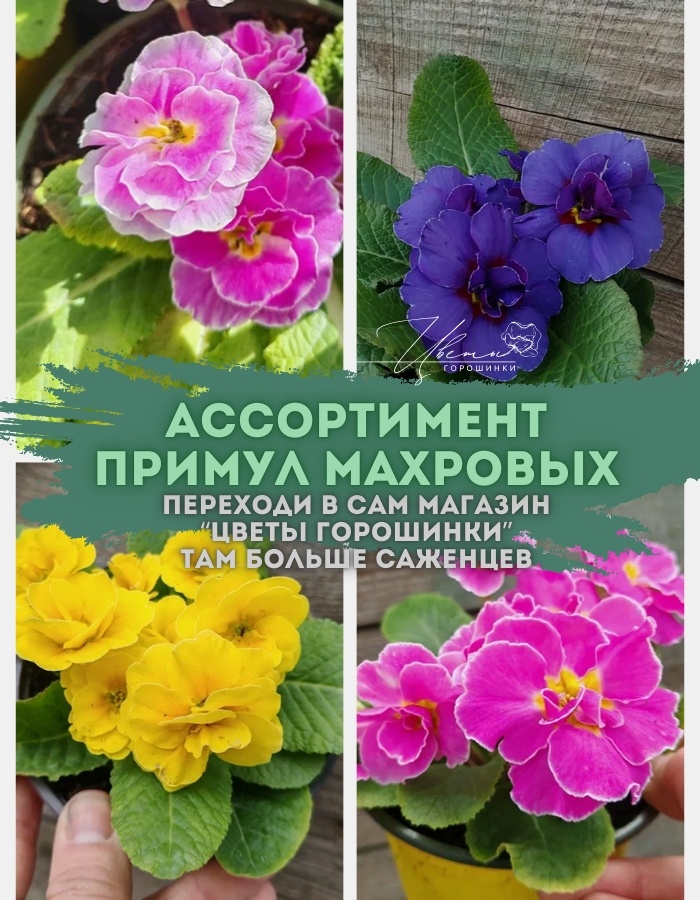 Примулы махровые с фермы «Цветы Горошинки». Выращено в солнечном Крыму.