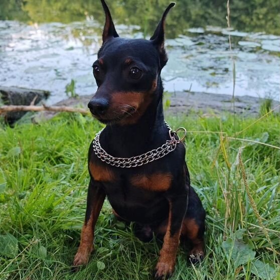 Цвергпинчер