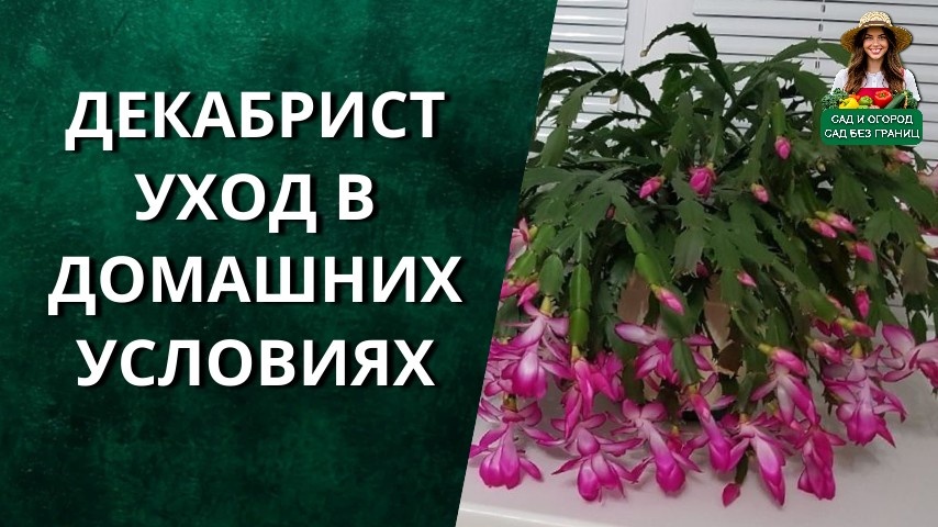Декабрист цветок уход в домашних условиях