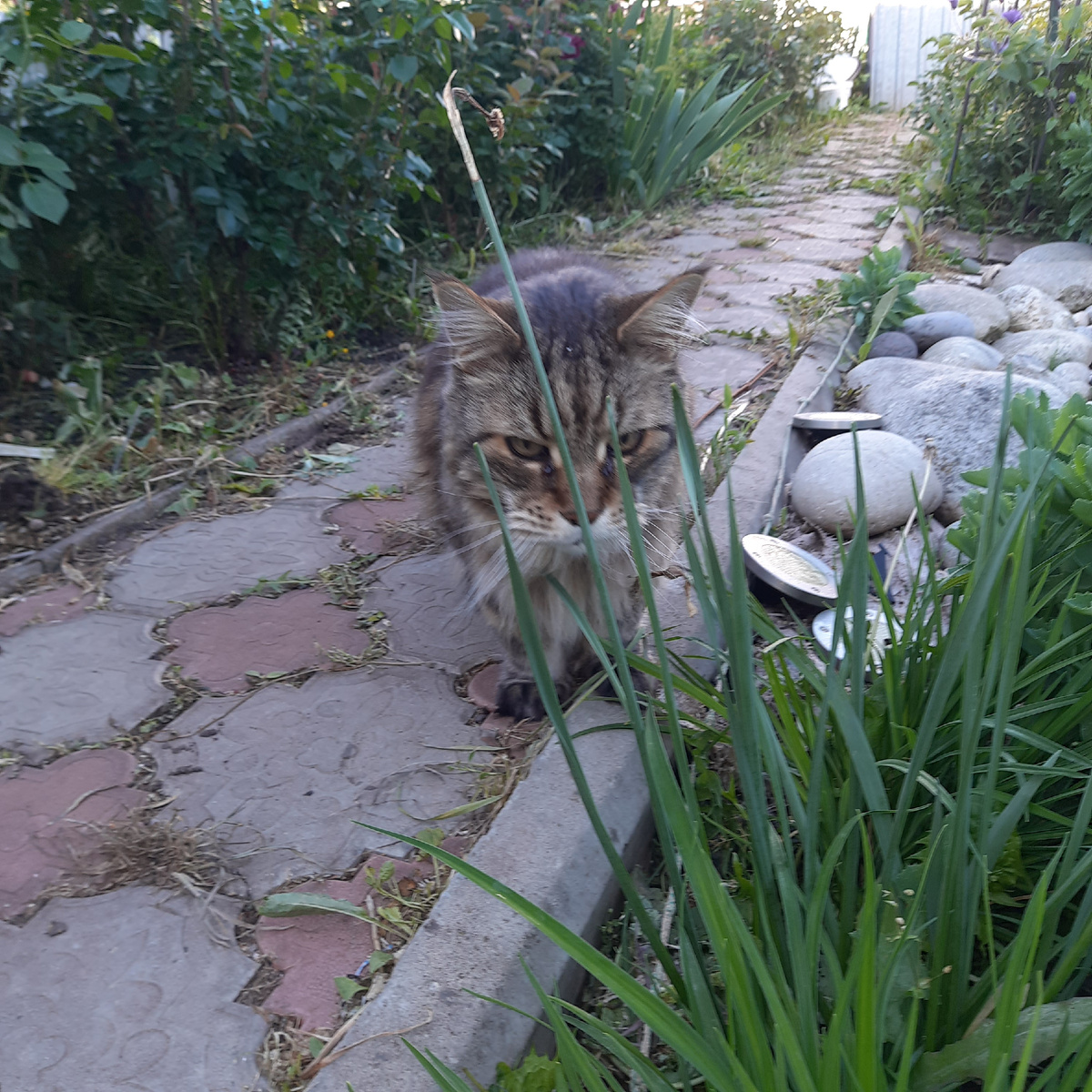 Котик, на даче)