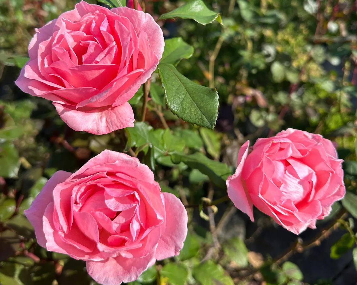 Роза  ‘Queen Elizabeth’