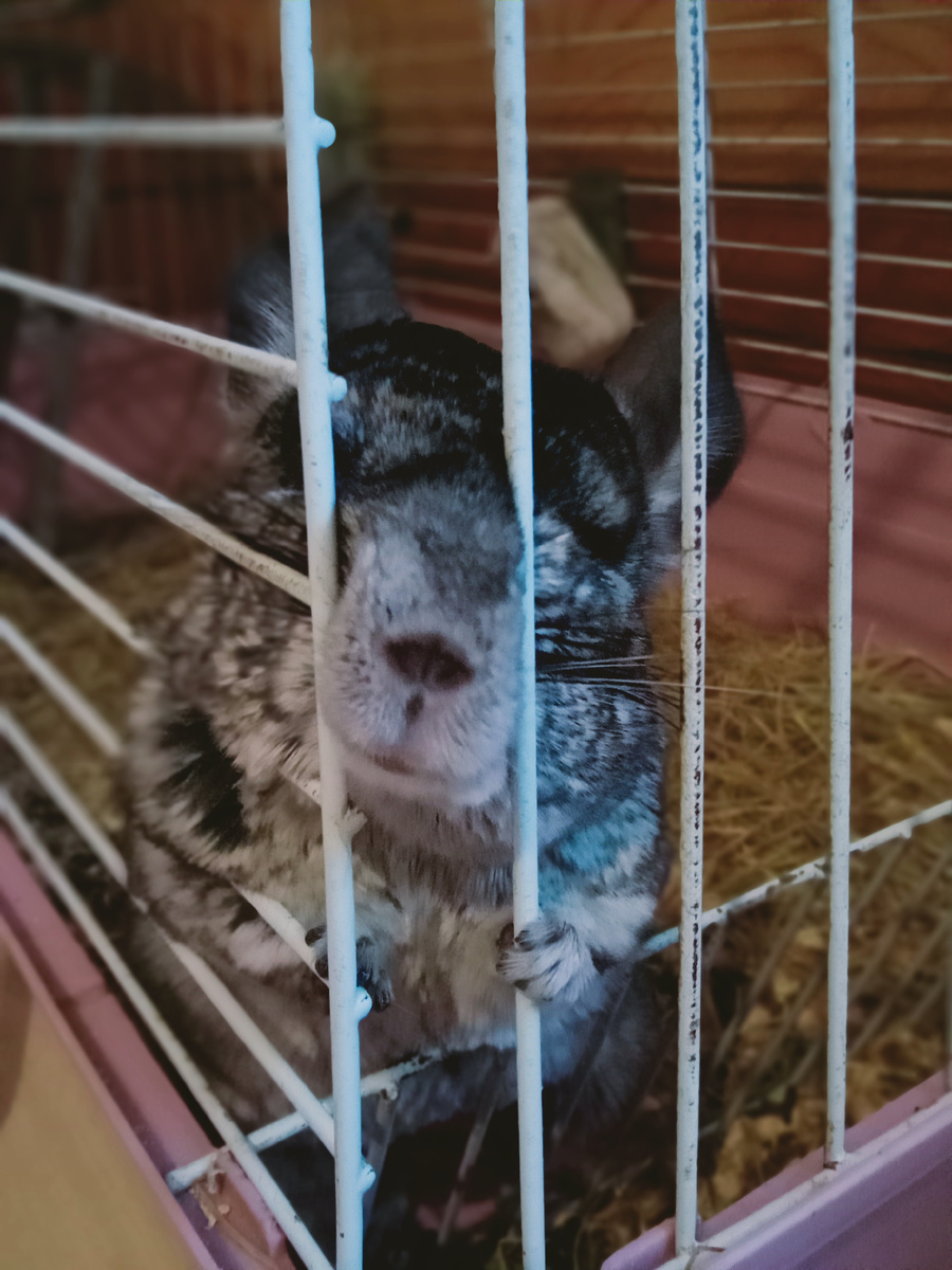 Наша Саушка❤️имя дано в честь самоходного, артиллерийского оружия😊муж когда в отпуске был решил, что мне скучно с тремя детьми, собакой и 2 кошками, и презентовал это ночное животное, которое не спало вместе со мной😊