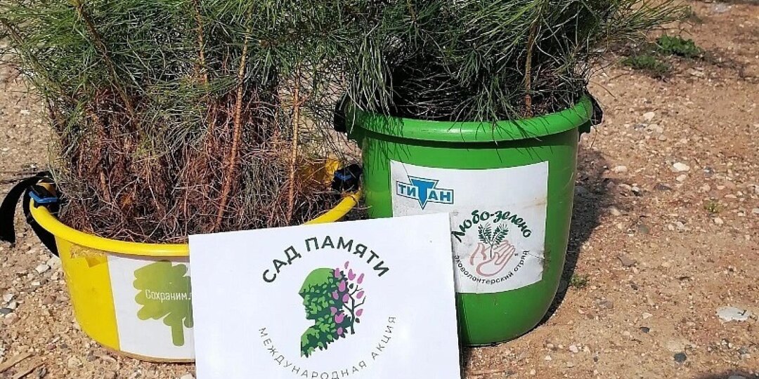В Поморье в рамках акции «Сад Памяти» уже высадили более 264 тысяч деревьев