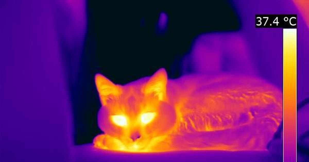 Терморегуляция кошки во время сна клубком — тепловизионное исследование