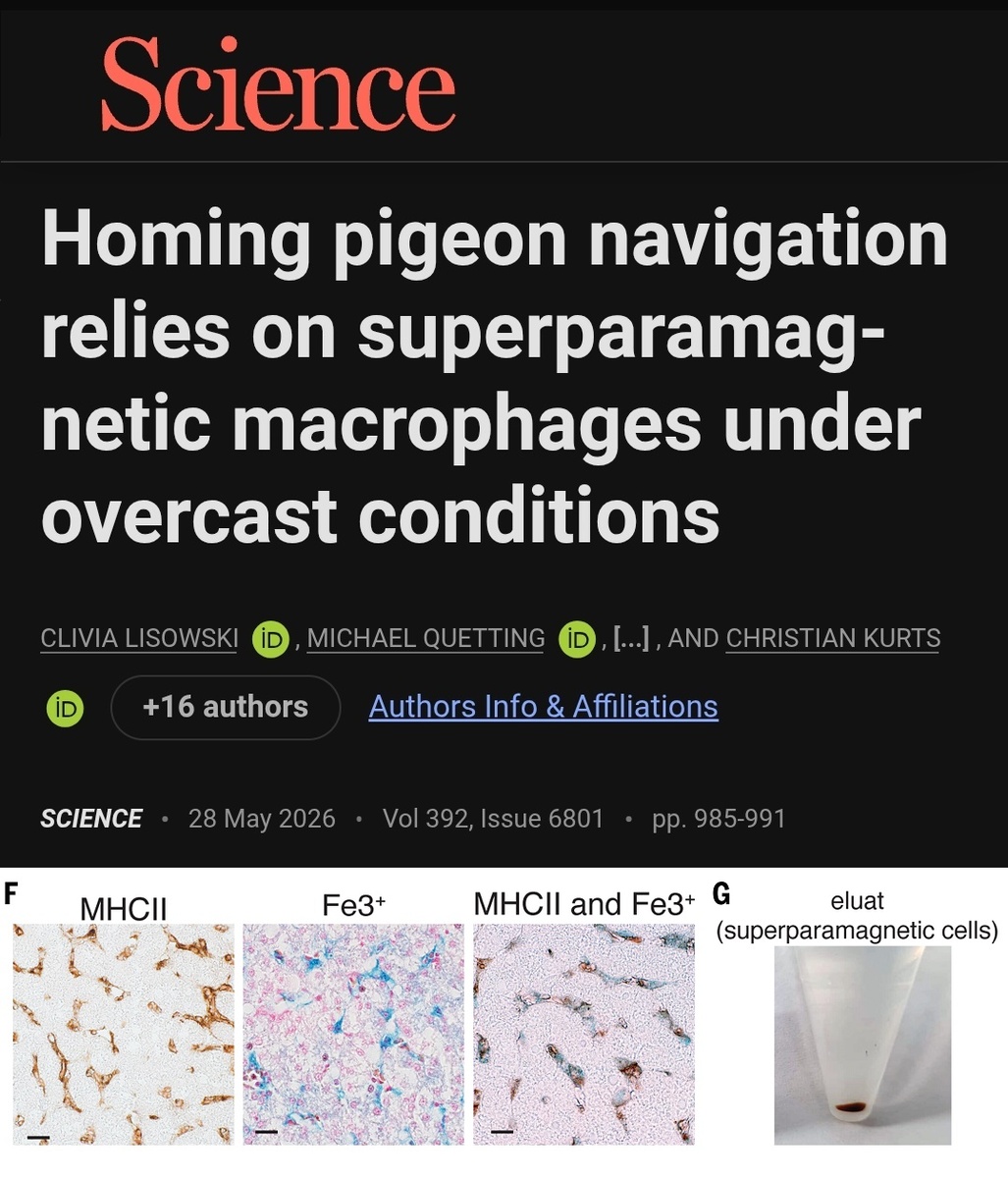 Заголовок статьи в Science и фрагмент её иллюстрации