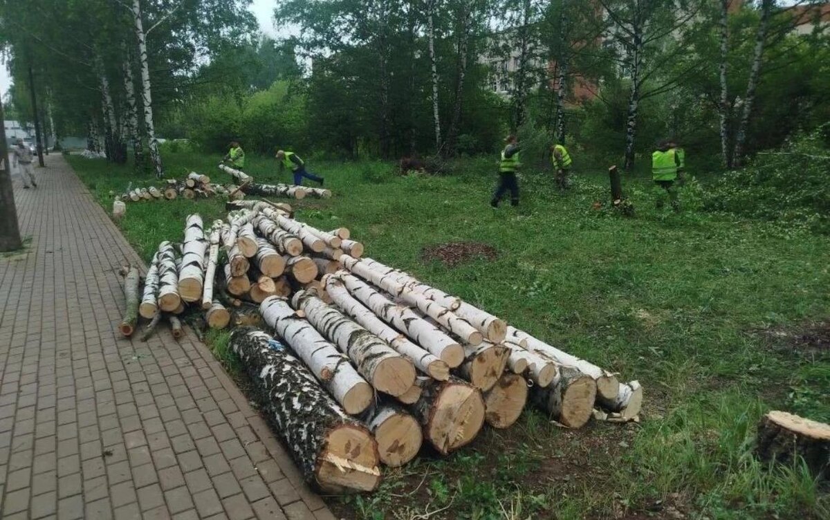    Деревья вырубили на месте будущего модульного отделения ГКБ № 6 в Ижевске