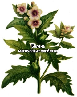 Белена