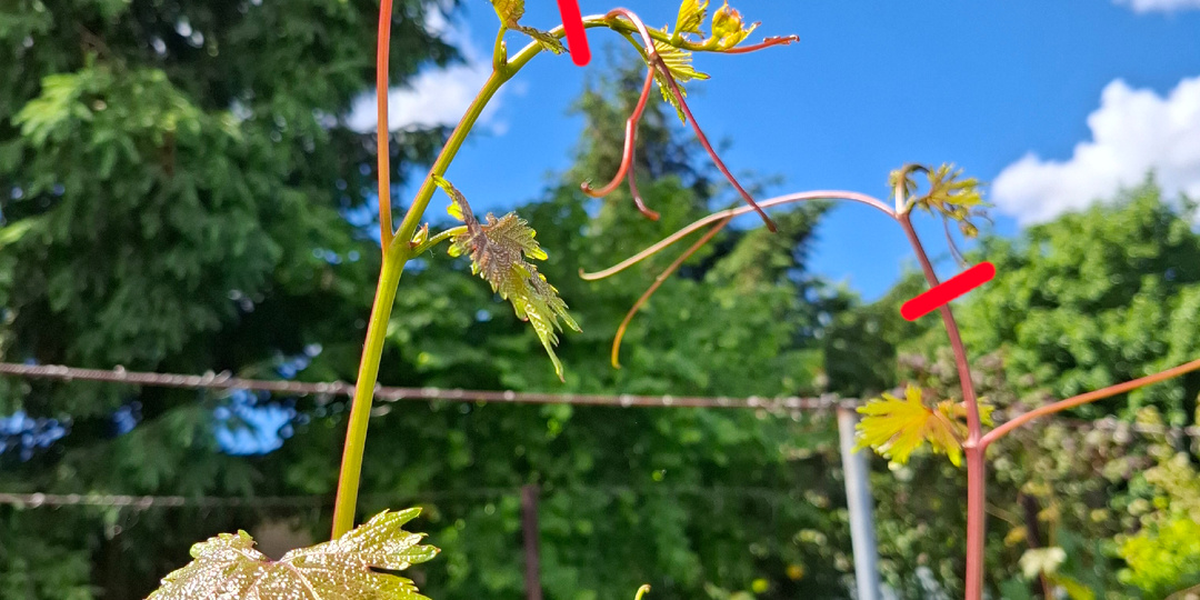 🍀ЗЕЛЁНЫЕ ОПЕРАЦИИ НА ВИНОГРАДНИКЕ 🍇