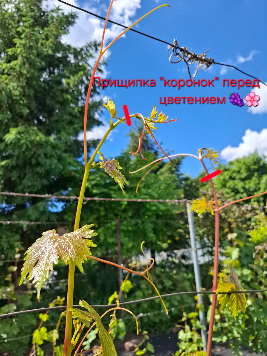 Прищипка коронки перед цветением.