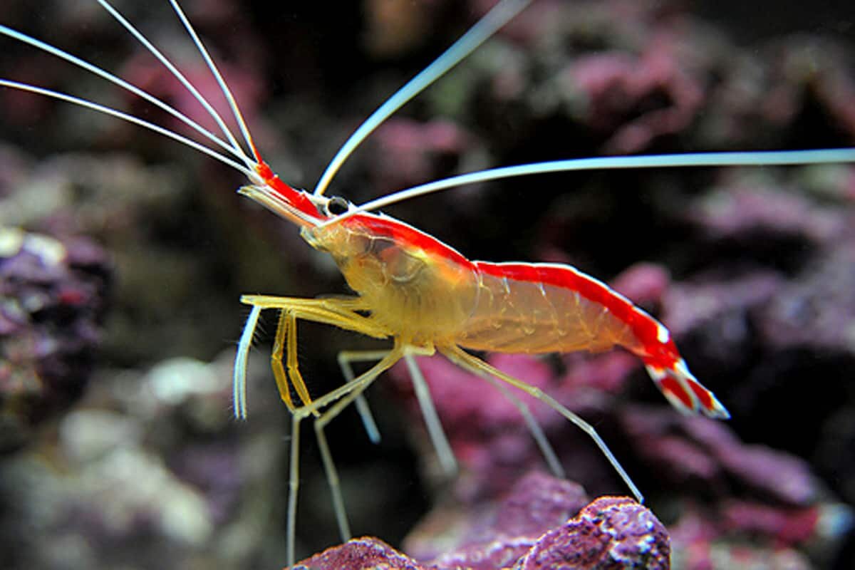 Криветка-чистильщик  Источник: aquariumbreeder.com