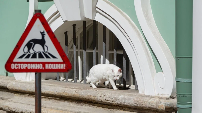В Петербурге празднуют День Эрмитажного кота