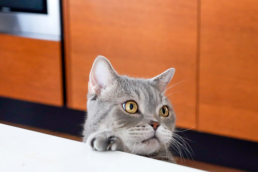 😾 Опасный дом: какие вещи убивают кошек незаметно