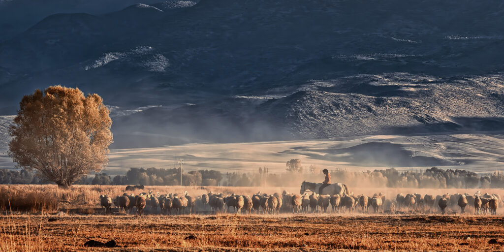 Faruk Konyali (Турция), Золотая медаль FIAP, Golden Herding/Золотое стадо