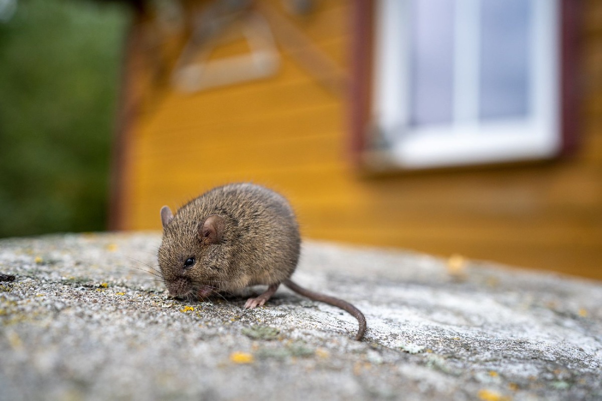    Фото: iStock/Daniel Sztork