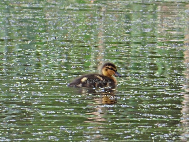 Утенок, кряква