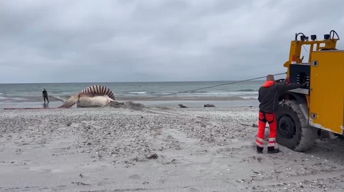 Погибшего кита Тимми извлекли из воды на побережье Дании. Обложка © Х /BjörnRoh