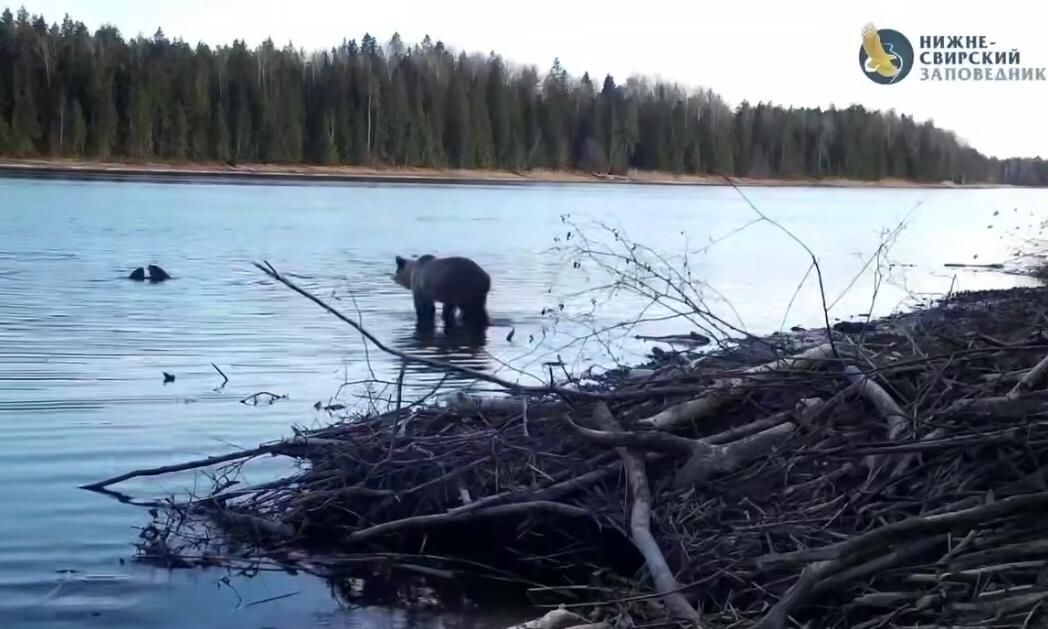     / Источник: © Кадр из видео
