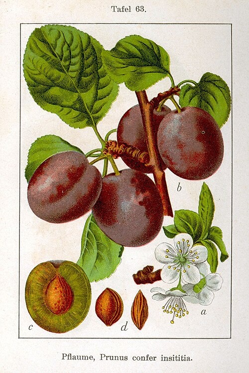 Плоды и цветы сливы домашней (Prunus domestica).