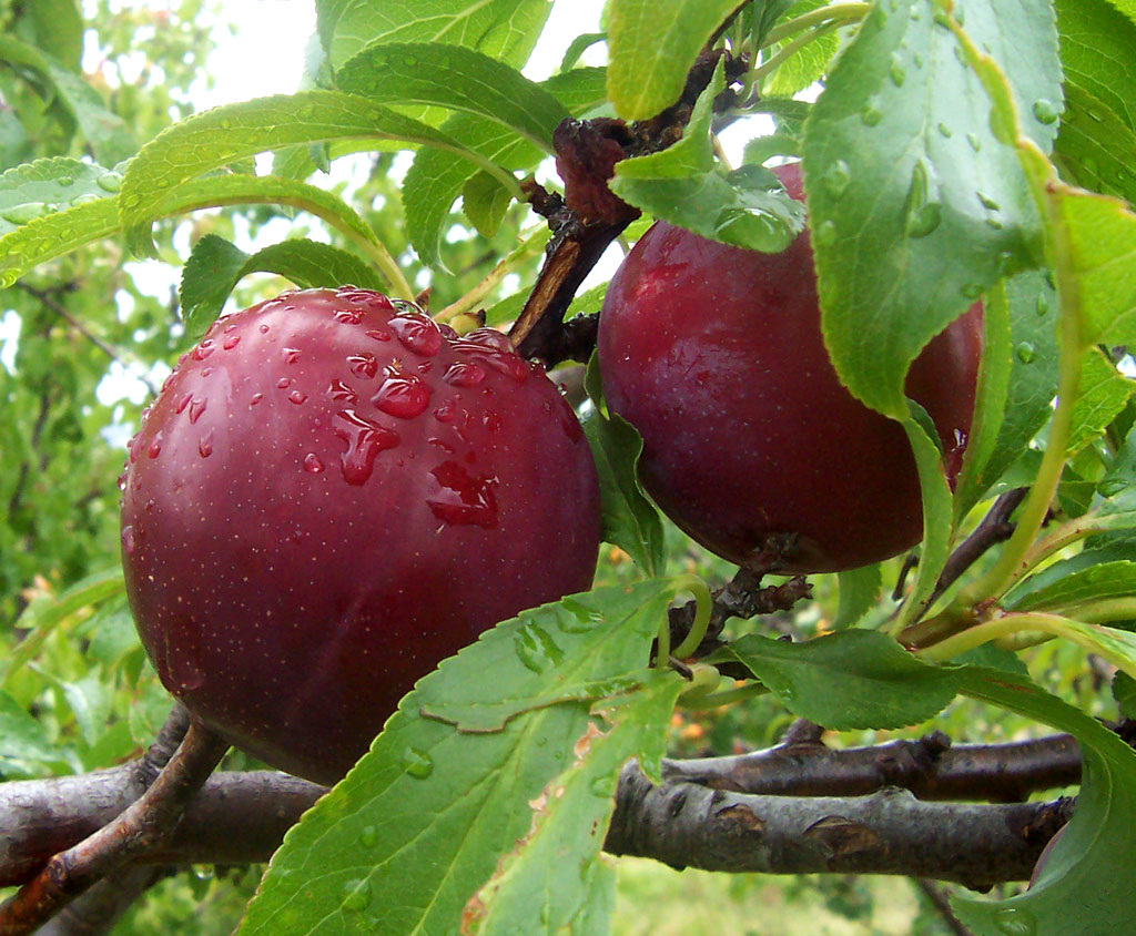 Плоды сливы китайской (Prunus salicina).