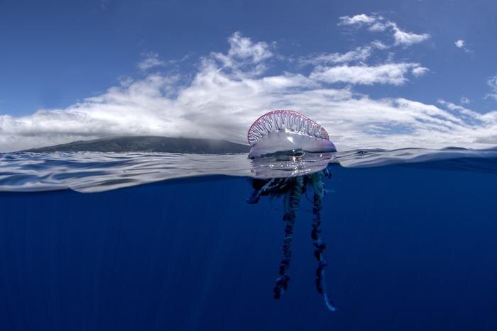 Обложка © Shutterstock / FOTODOM / Martin Prochazkacz