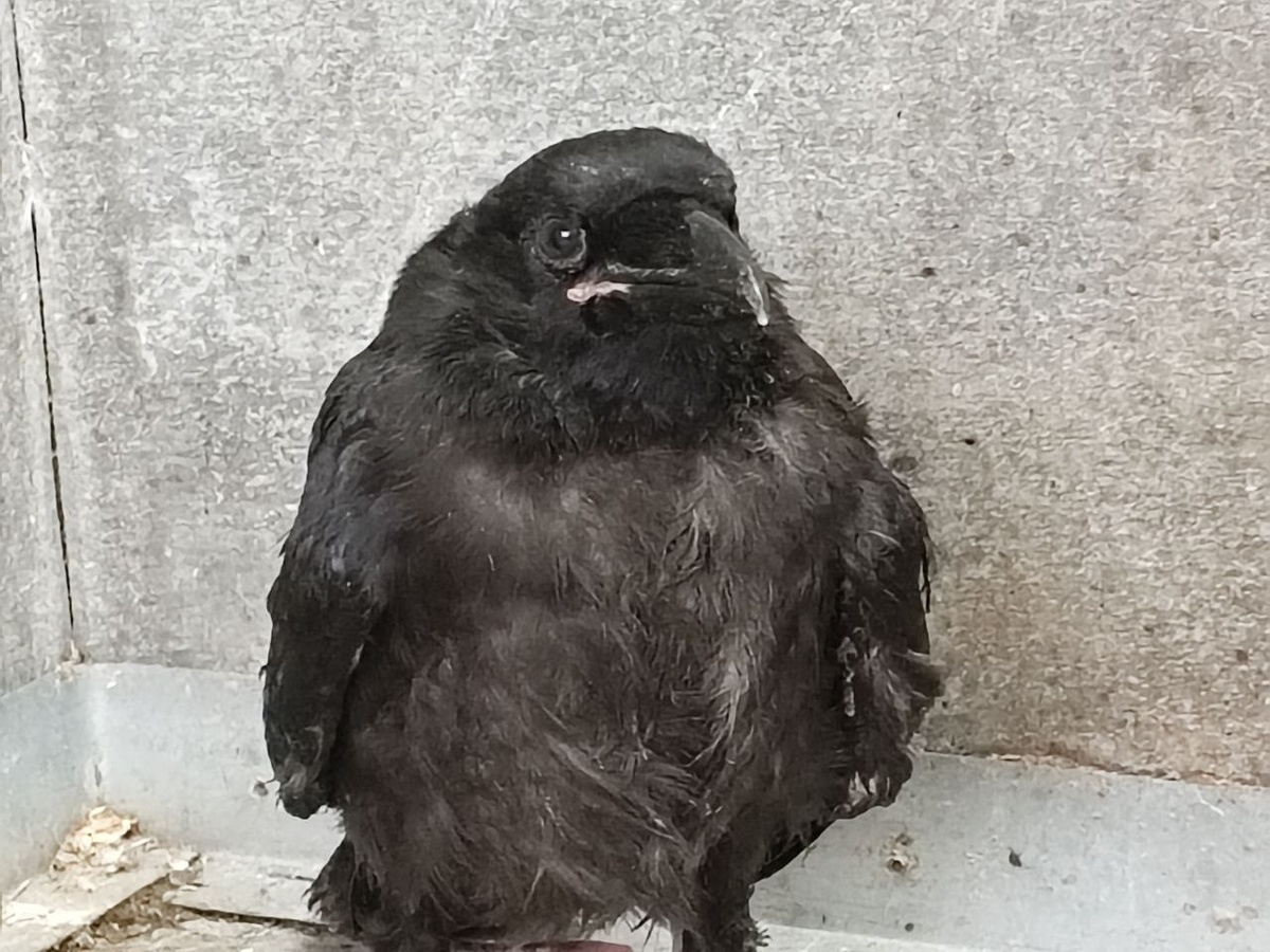 -2