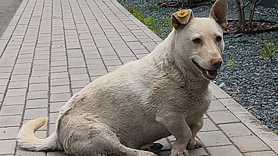 Он не понимает, почему мир стал таким холодным… Беляшик ждёт вас. 🙏🐾💔