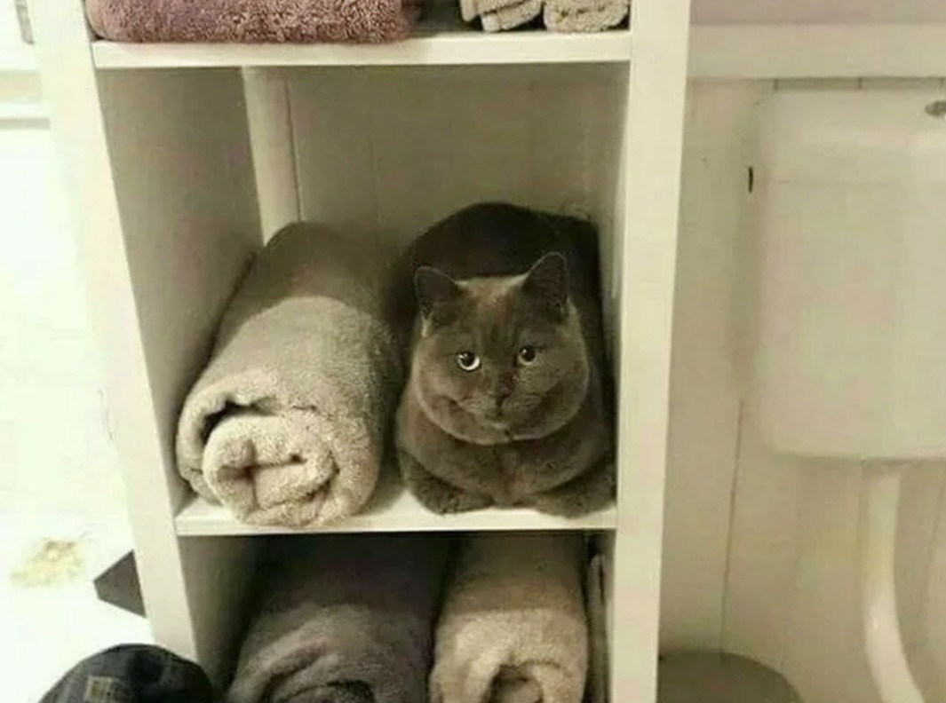 Я не кот! Я - полотенце!