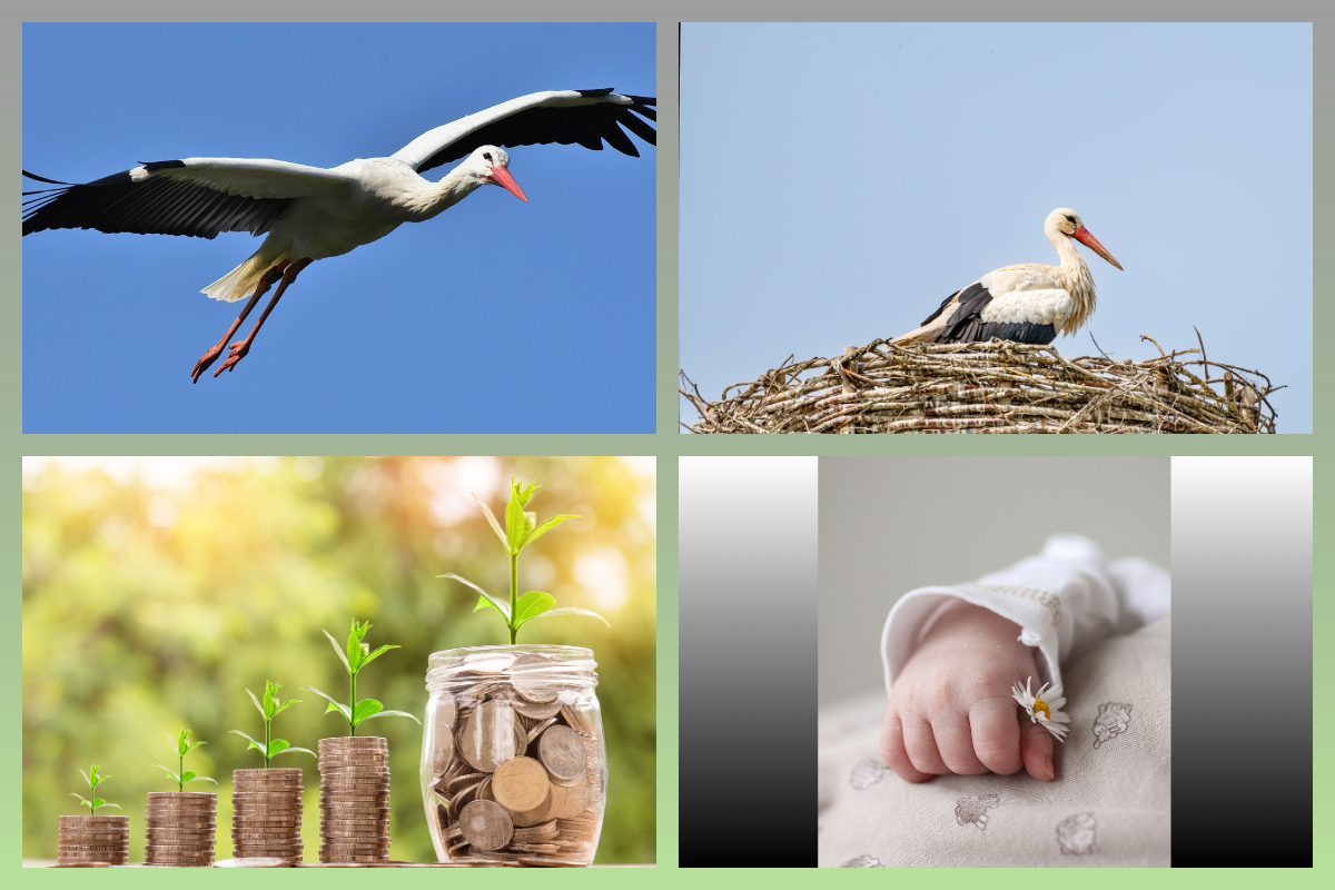 Народные приметы об аистах/pixabay.com