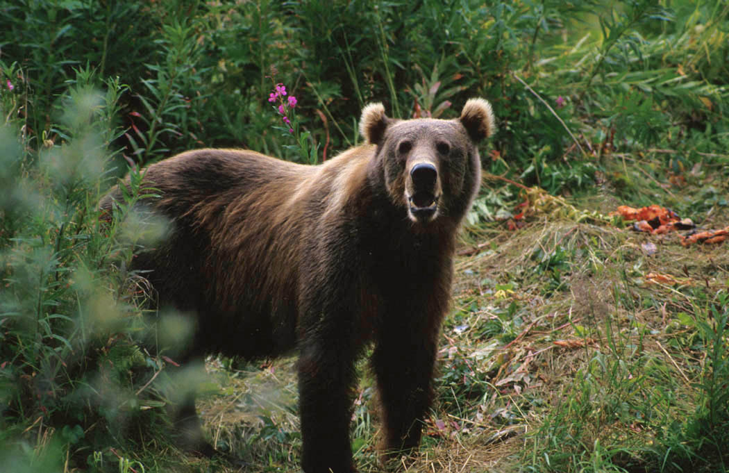    Фото: wikipedia/Hollingworth, John and Karen, U. S. Fish and Wildlife Service/общественное достояние