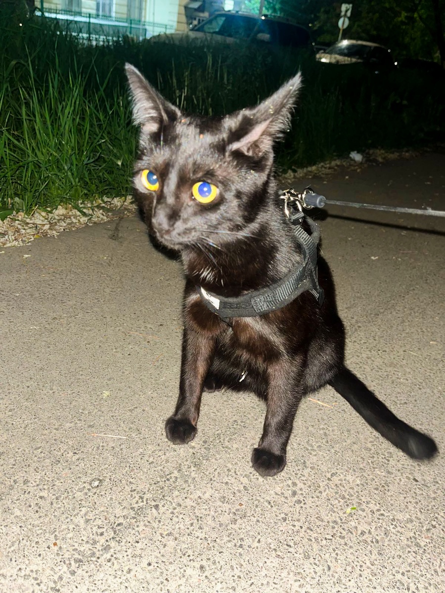 Юный Кокс