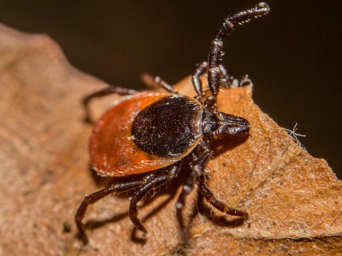    Черноногий клещ Ixodes scapularis | CC BY 2.0 / Lennart Tange /