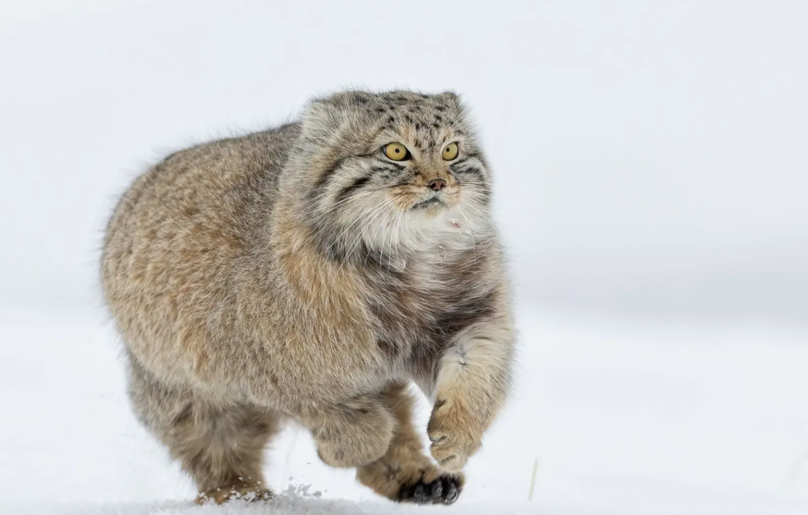 Худший бегун среди кошачьих. Из-за слишком коротких лап и небольшого объёма сердца манул физически не способен к долгому бегу и устаёт за считанные секунды. Его главная защита — не скорость, а умение намертво замирать и сливаться с камнями.