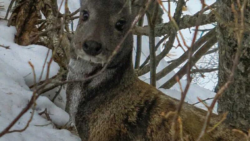     Алтайская кабарга Роман и Татьяна Воробьевы